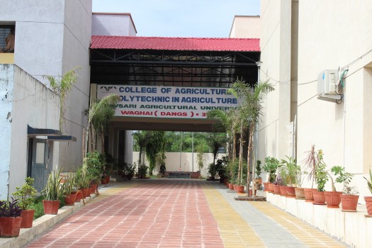 College of Agriculture Waghai